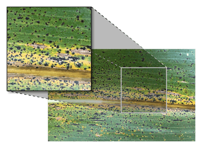 tar-spot-image_V01b
